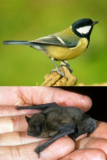 great tit songbird / bat