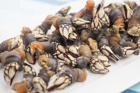 Percebes&nbsp;are generally under two inches long, with a fleshy body and pieces of shell that lead to a point on one end. Let's be honest, they look like dinosaur toes.