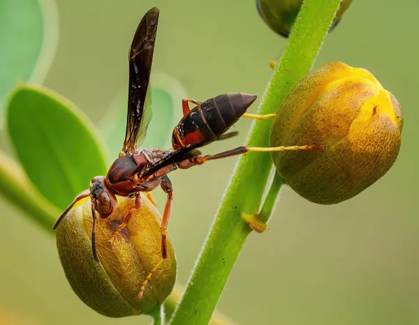 Wasp Balancing Act thumbnail
