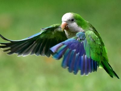 Monk parrots are among the species that successfully breed in the wild.