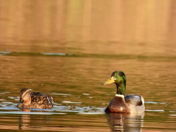 Reflections in Fall of Gold thumbnail