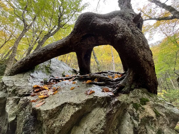 A fir tree growing on a rock thumbnail