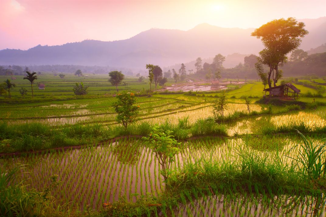 Rice terraces of Bali