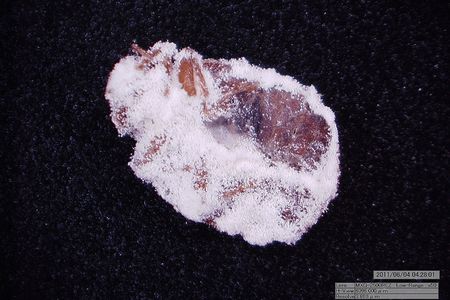 A bed bug killed by Beauveria bassiana