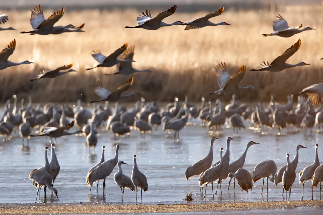 Tall gray birds in shallow water