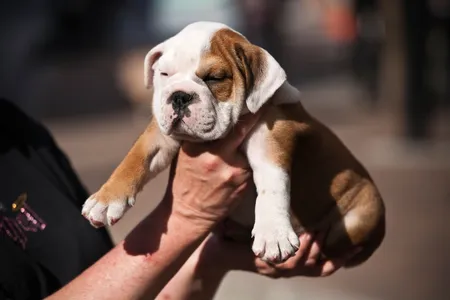English Bulldogs illustrate the dramatic turn dog evolution has taken at the hands of humans.