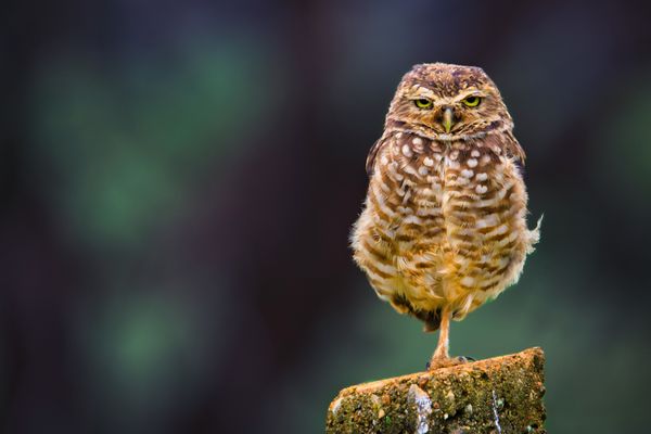 A burrowing owl in my neighborhood thumbnail