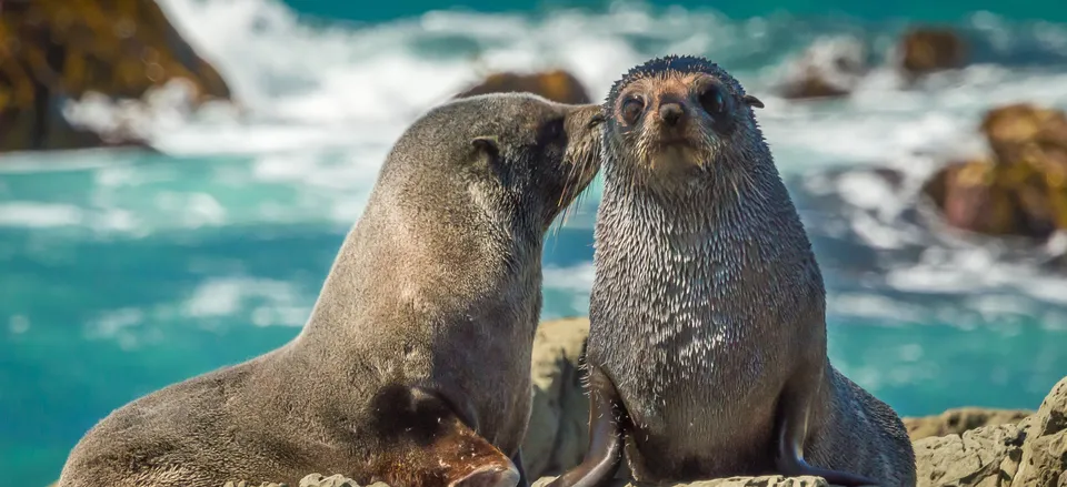  Fur Seals 