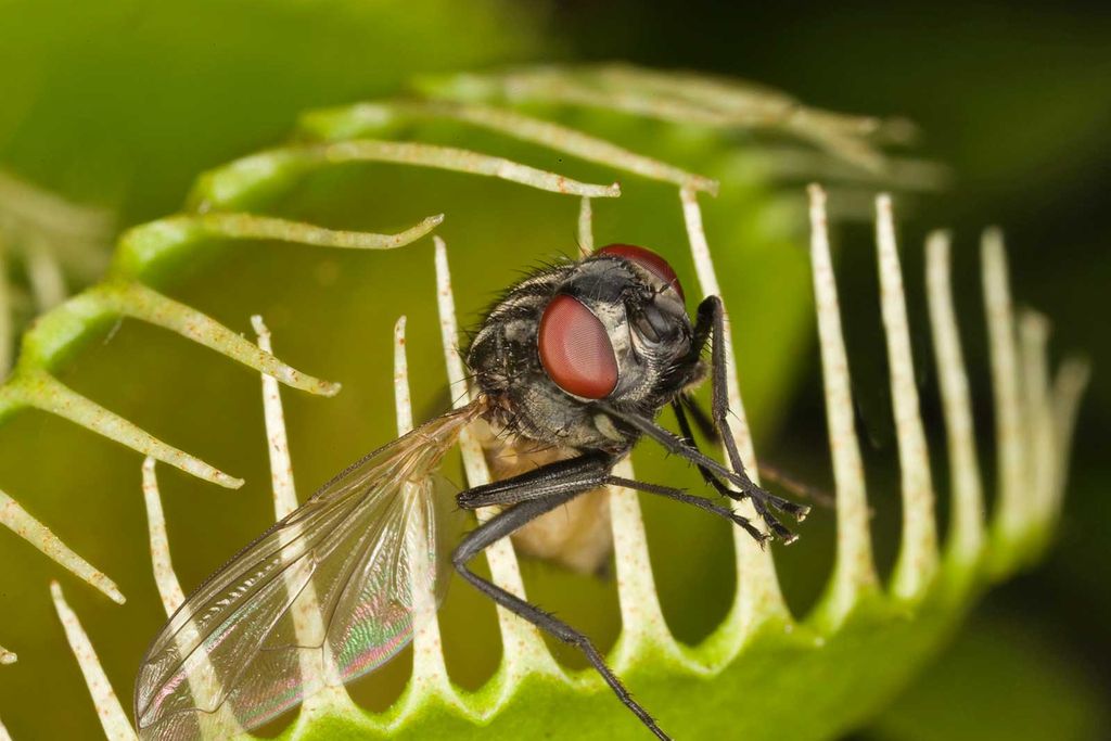 Venus Flytrap With Prey