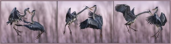 Fighting grey herons thumbnail