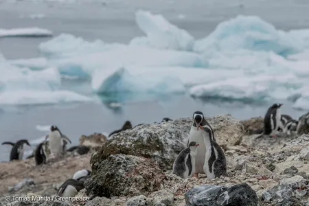 Gentoo penguins may become more numerous in parts of Antarctica that were once too icy for the temperate birds.&nbsp;