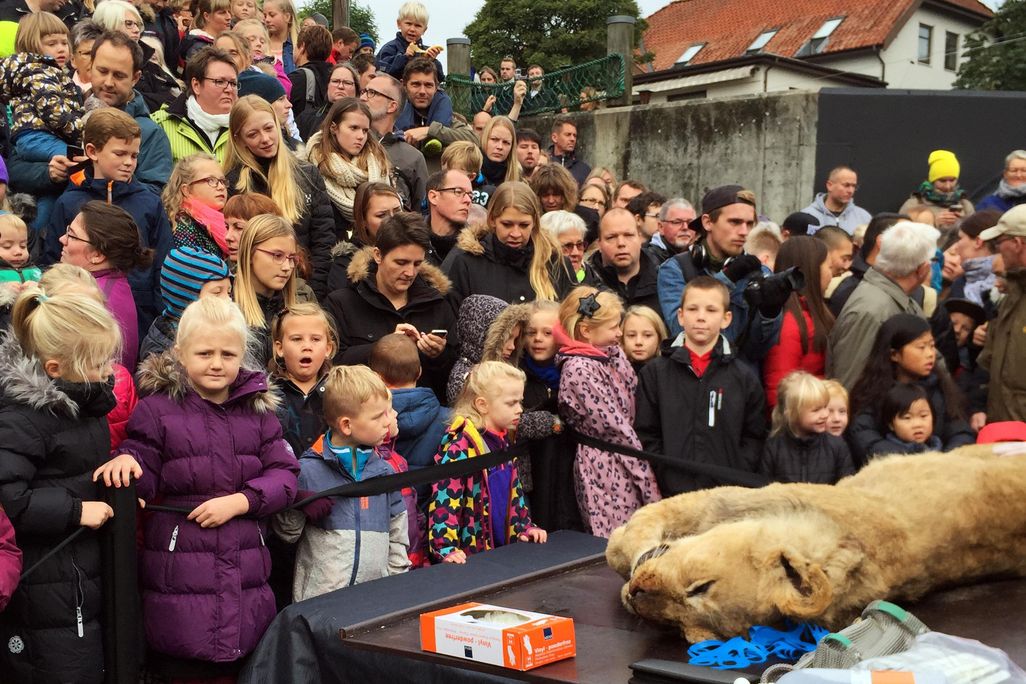 dead lion