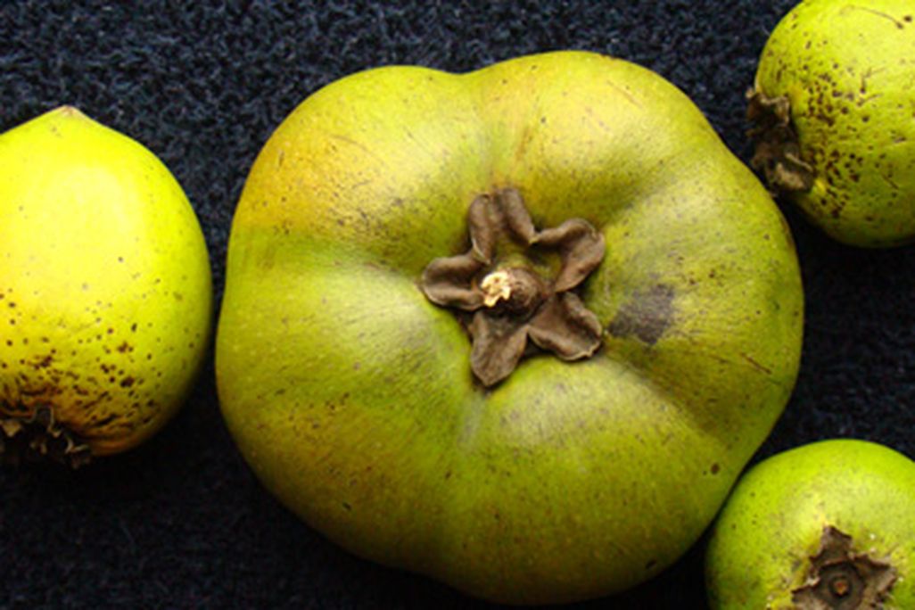 The Black Sapote fruit
