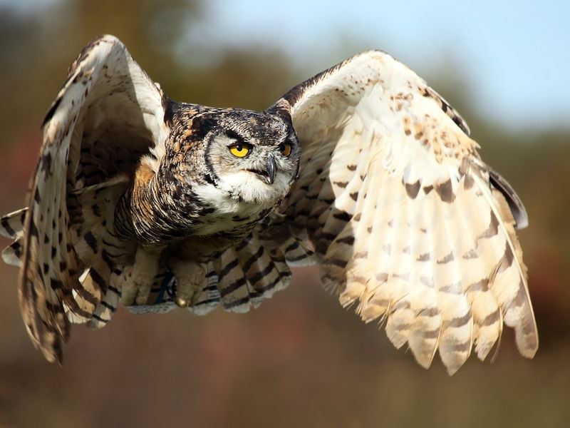 Great Horned Owl in flight. | Smithsonian Photo Contest | Smithsonian ...