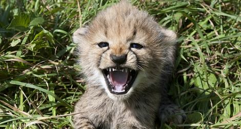 One of Amani's five cubs at seven weeks age