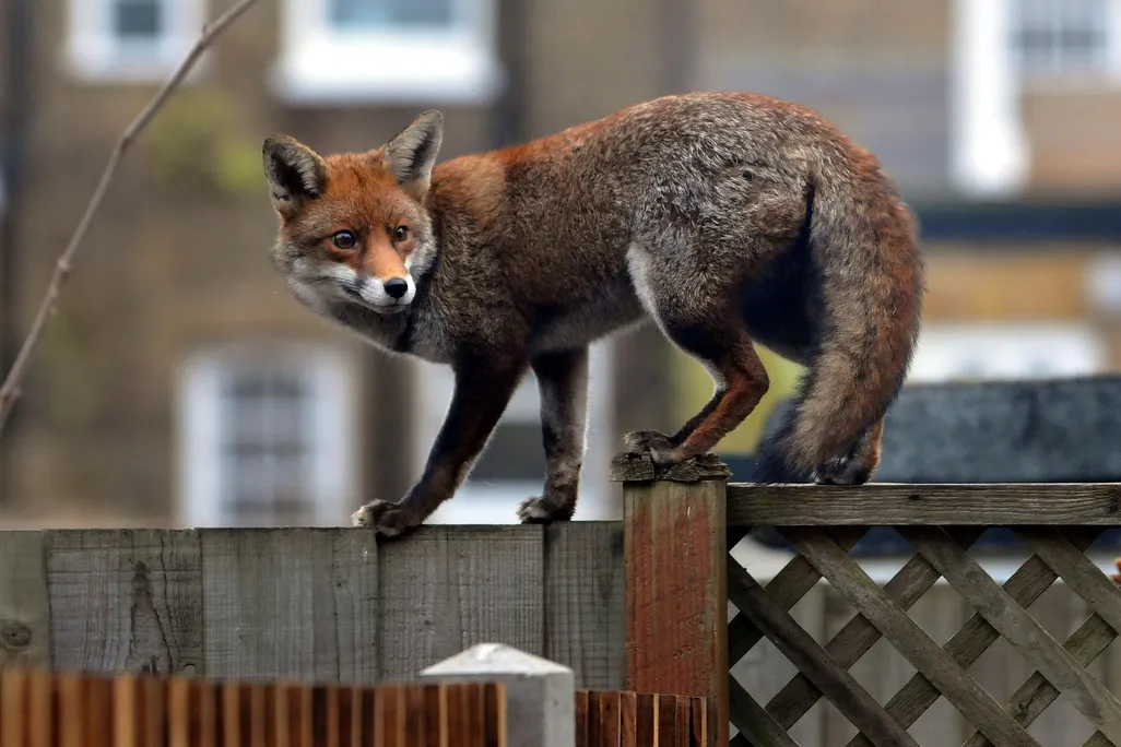 A fox walks on a fence in London