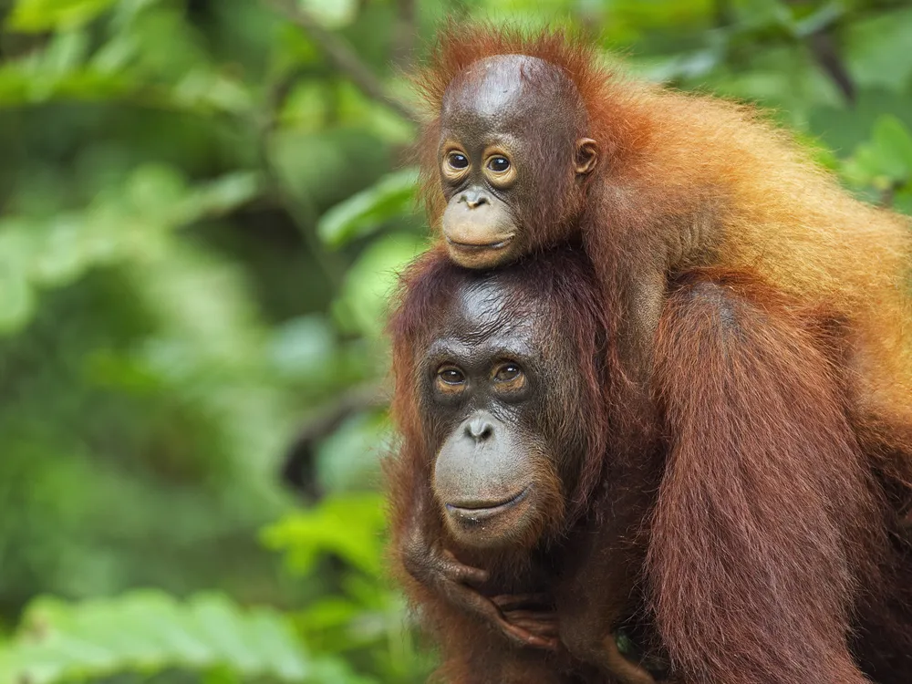 A female Bornean orangutan with shaggy red hair carrying her son on her back