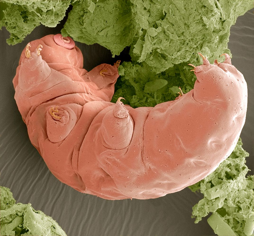 Water Bears Are the Master DNA Thieves of the Animal World