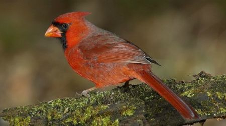A northern cardinal