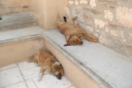 Dogs sunbathing at the Acropolis