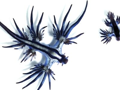 The Glaucus atlanticus sea slug, or blue dragon, feeds on toxins from much larger species.