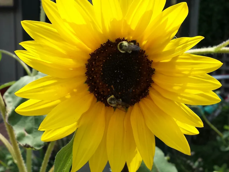 Happiness is in a flower. Smithsonian Photo Contest Smithsonian Magazine