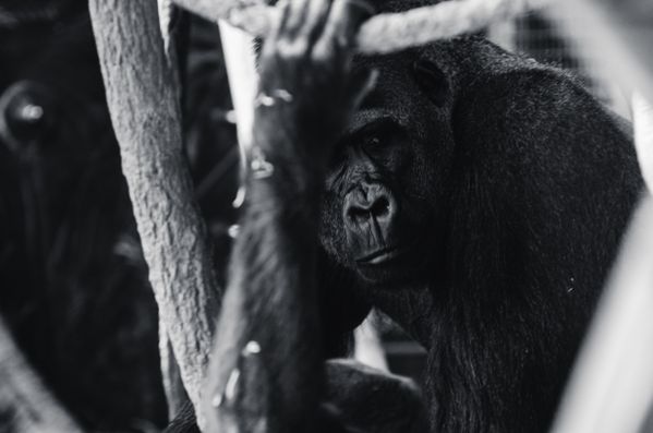 When The Curtain Closes and I'm Alone With My Thoughts thumbnail