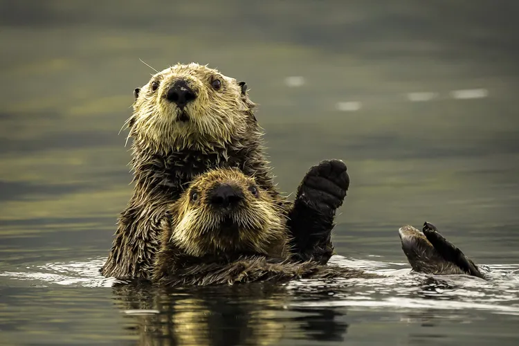 two otters swim in water