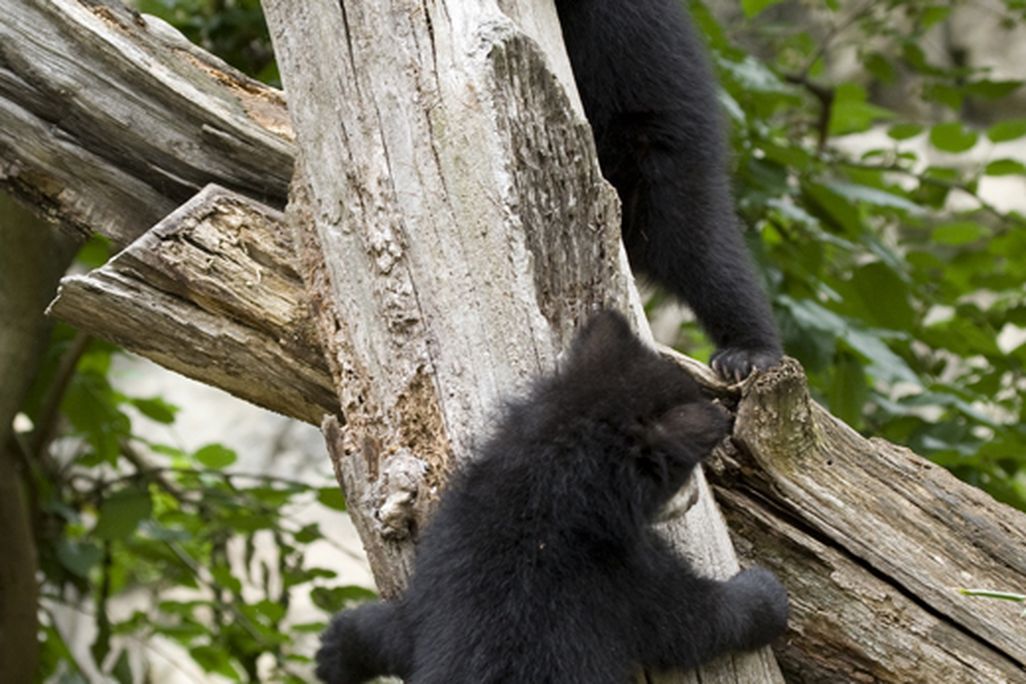 Andean-bear-cubs-at-Announcement_MM.jpg