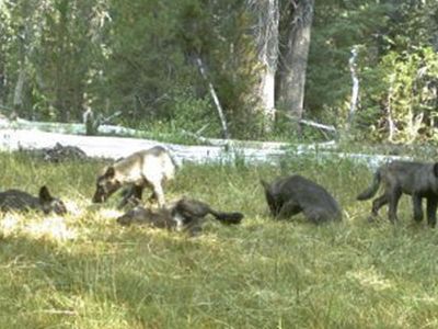 Five pups from the Shasta Pack