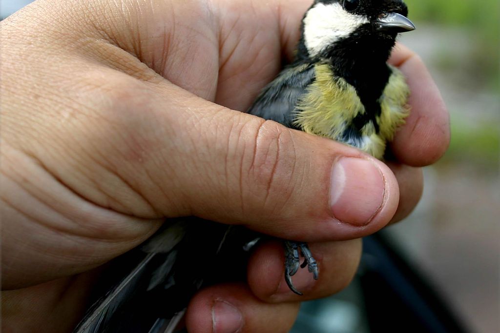 great-tit2.jpg