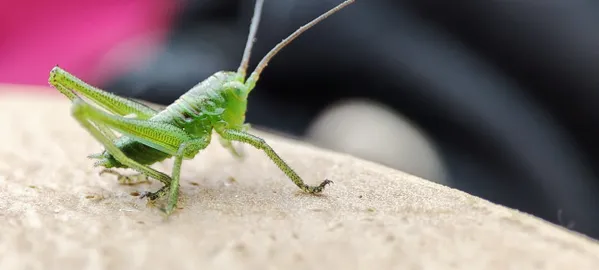 jade green thumbnail