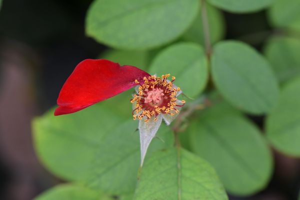 When The Last Petal Falls thumbnail