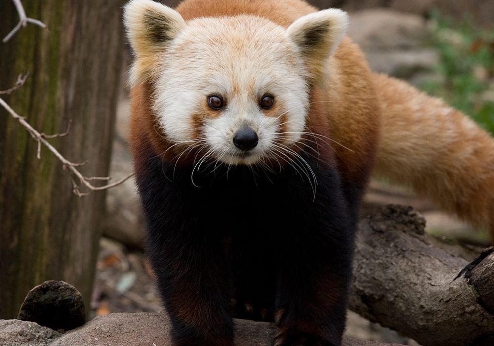 Red_Panda.jpg