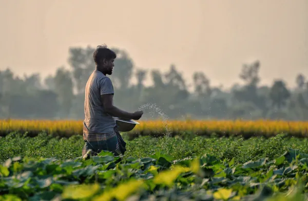 Farmer Spreading Fertilizer at afternoon. thumbnail