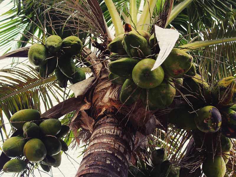 Coconut tree by the beach. | Smithsonian Photo Contest | Smithsonian ...