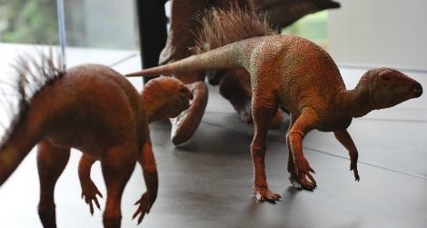 A pair of bristly Fruitadens models on display at the Natural History Museum of Los Angeles