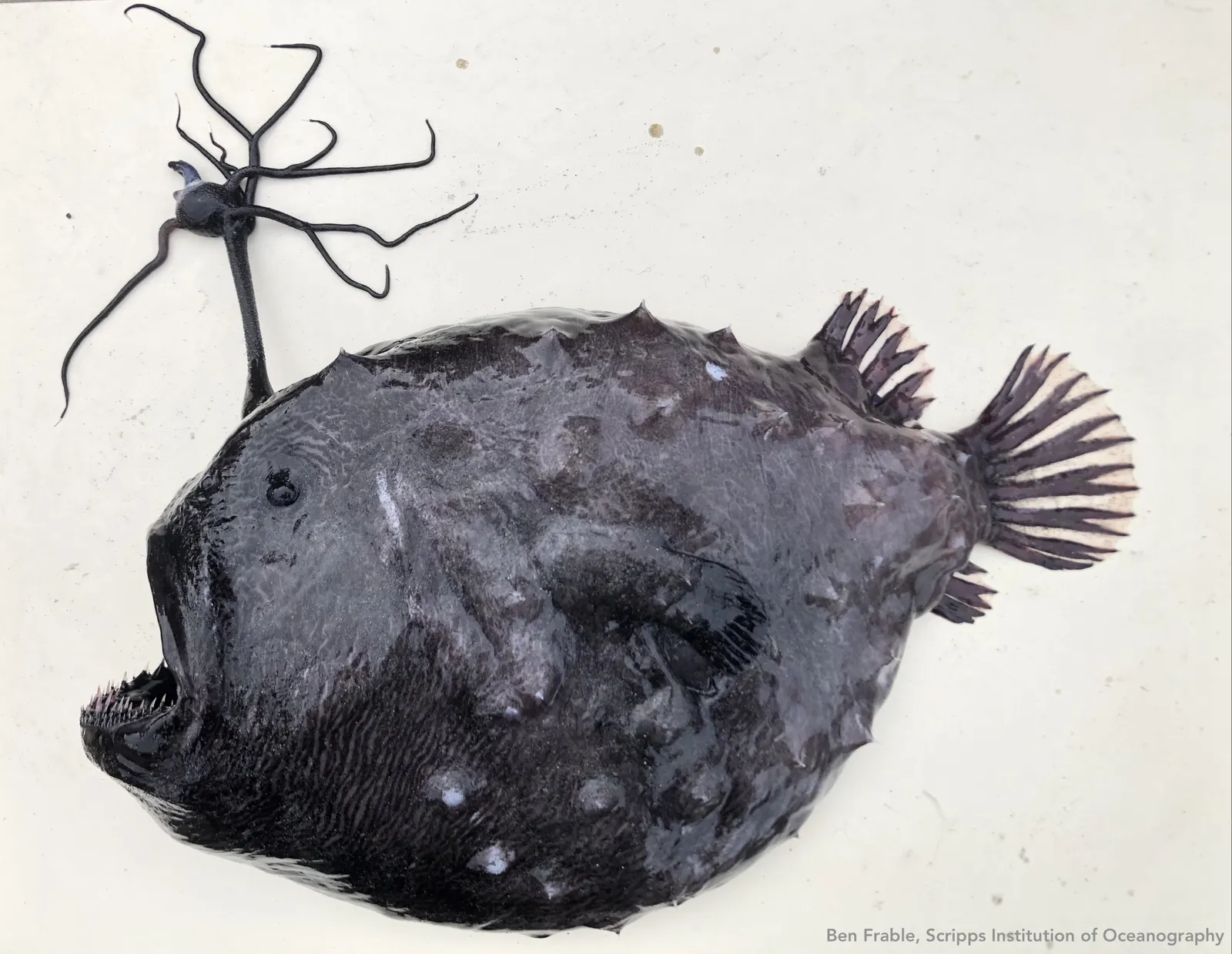 Why do deep-sea fish look like aliens?
