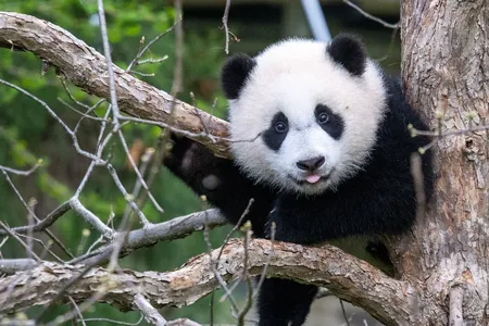 One year ago, the Smithsonian’s National Zoo welcomed Xiao Qi Ji—a precious giant panda born in the midst of a global pandemic. 