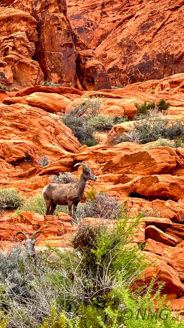 Driving through the Valley of Fire when I suddenly saw a bighorn sheep with the incredible backdrop of red sandstone formations, the Aztec Sandstone. thumbnail