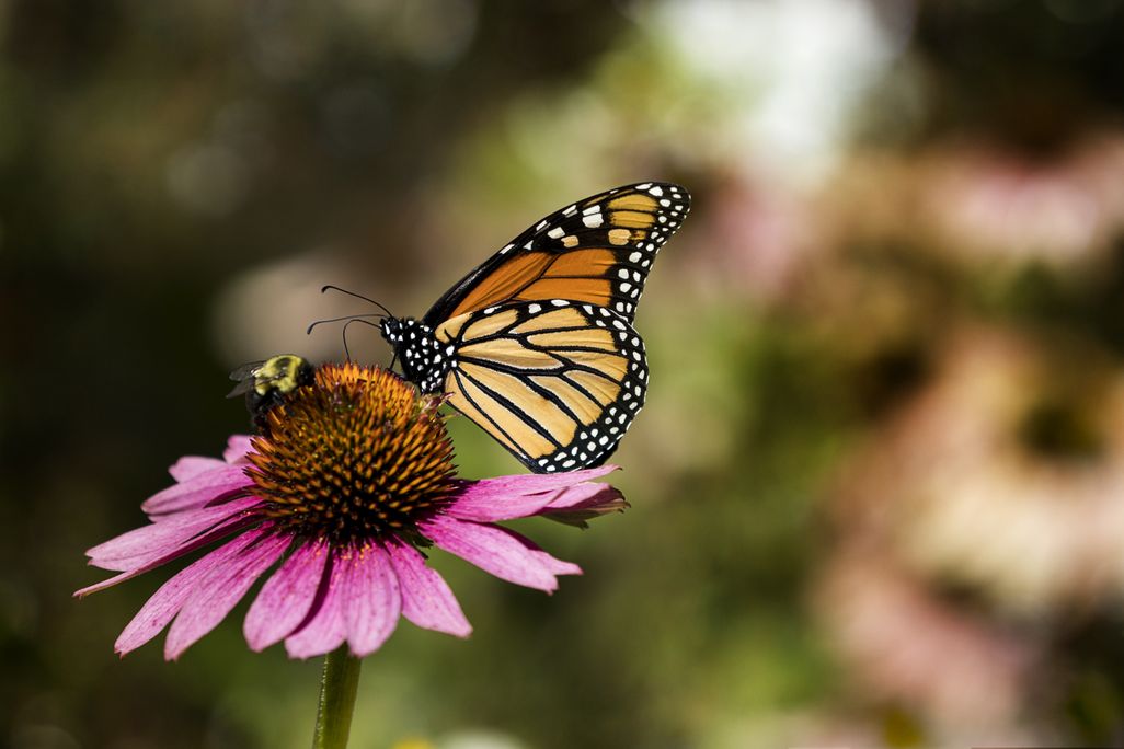 A bee and a butterfly sit on a pink flower
