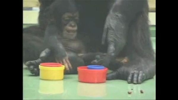 Preview thumbnail for How Chimpanzees Learn