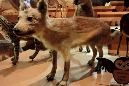 After comparing all genomes, the researchers found that the Japanese wolf is part of an evolutionary branch of wolves that arose 20,000 to 40,000 years ago. Some of the wolves from this branch evolved into the Japanese wolves while others branched off and gave rise to modern dogs.