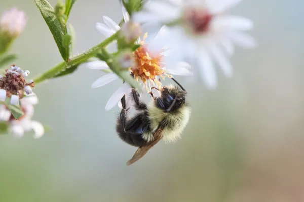 bee clean thumbnail