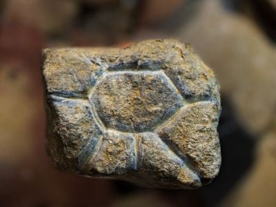 A roughly 20,000-year-old engraved, pocket-sized rock that may depict a sun, eye or flower