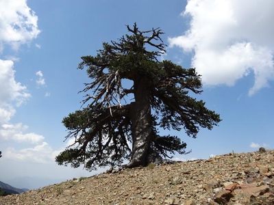 Adonis, a Bosnian pine, is the new oldest tree in Europe
