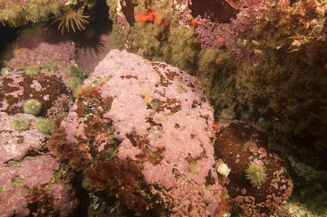 Pink Coralline Algae