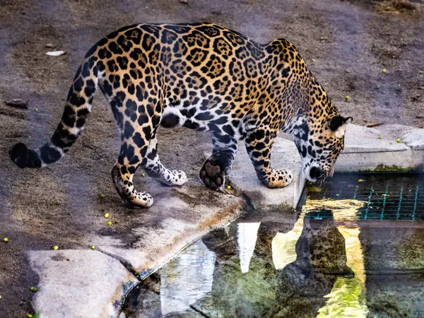 Jaguar and Reflection thumbnail