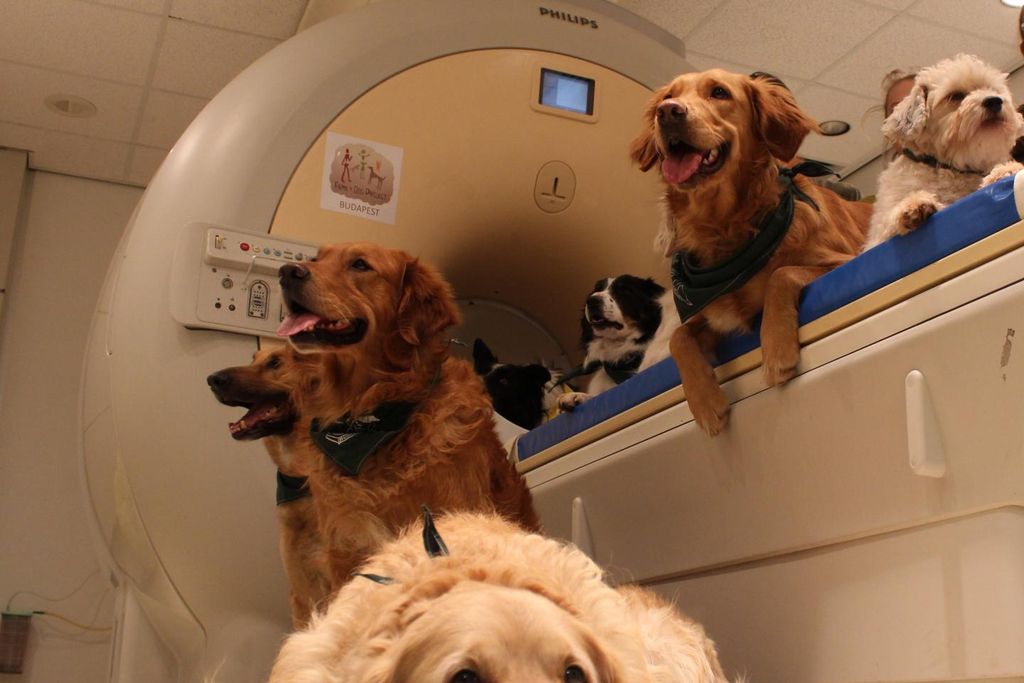 Dogs sitting near an MRI machine