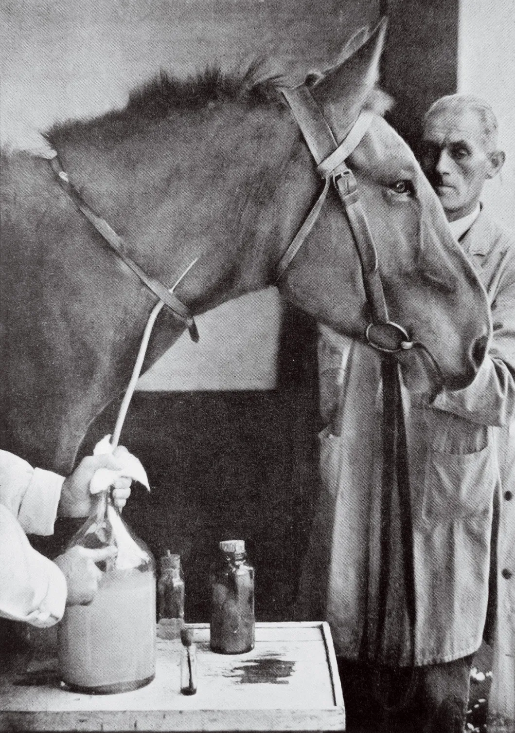 Blood being drawn from an inoculated horse